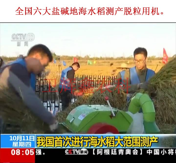 全國六大鹽堿地海水稻測產(chǎn)脫粒用機